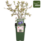 Vaccinium corymbosum 'Reka' (blauwe bes) – Ø13 cm, 30 cm hoog