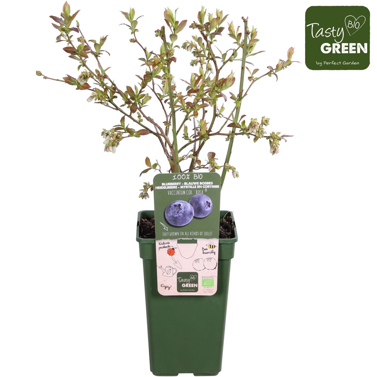 Vaccinium corymbosum 'Reka' (blauwe bes) – Ø13 cm, 30 cm hoog