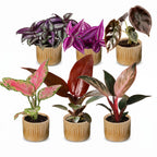 6× Baby-Pflanzen Paradise Mix inkl. Linnea Honey – Ø6 cm, 10–15 cm hoch