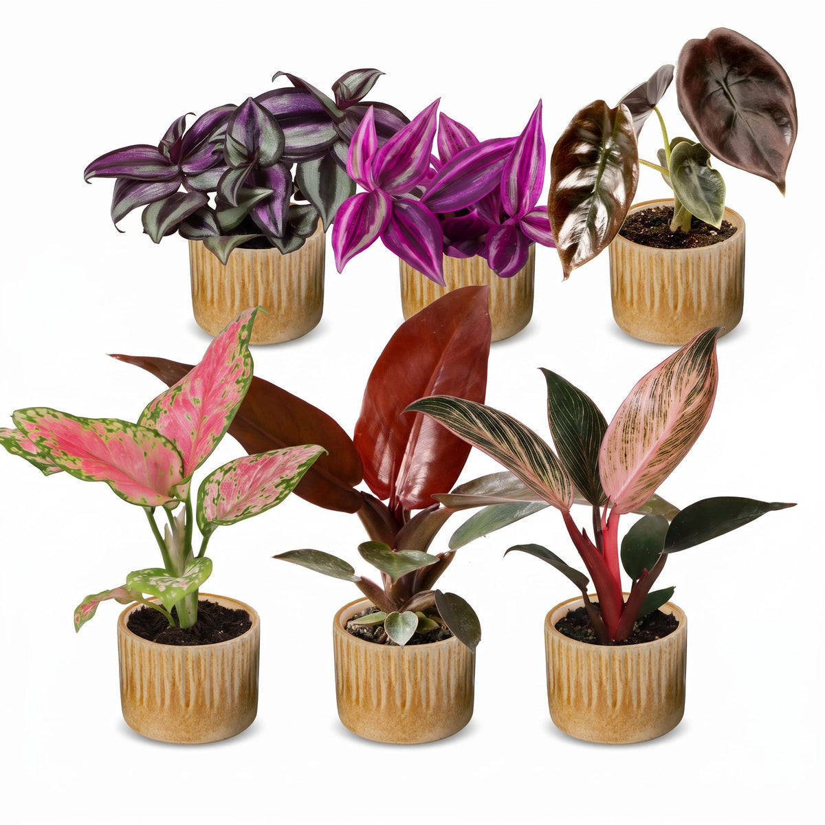 6× Baby-Pflanzen Paradise Mix inkl. Linnea Honey – Ø6 cm, 10–15 cm hoch