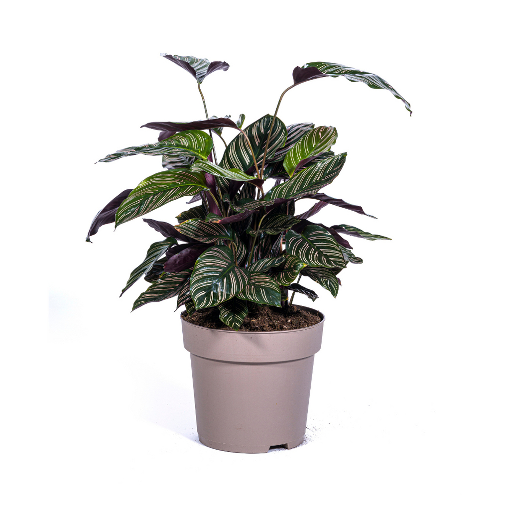 Calathea Ornata Sanderiana – Ø27 cm, 60–80 cm høj