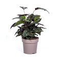Calathea Ornata Sanderiana – Ø27 cm, 60–80 cm høj
