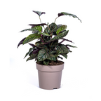 Calathea Ornata Sanderiana – Ø27 cm, 60–80 cm høj