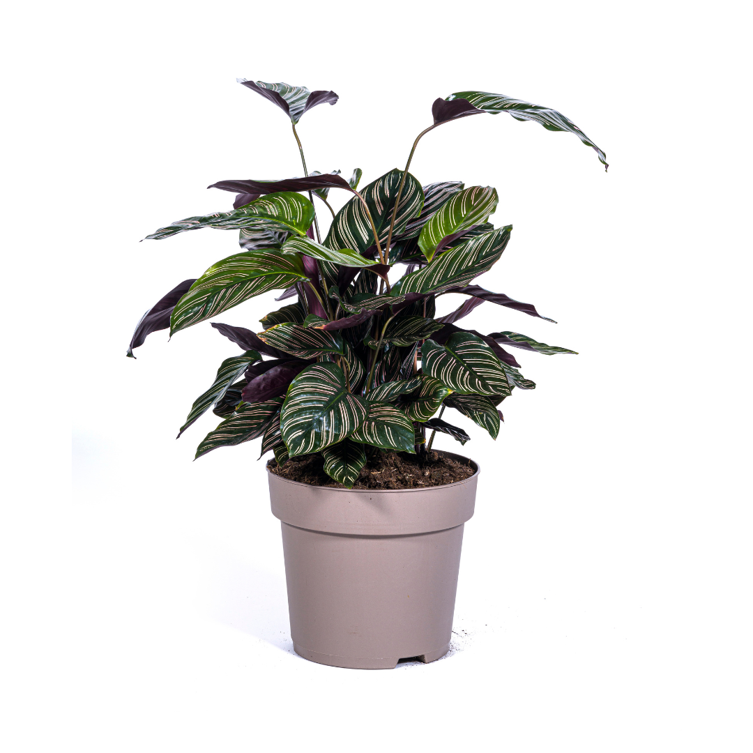 Calathea Ornata Sanderiana – Ø27 cm, 60–80 cm høj