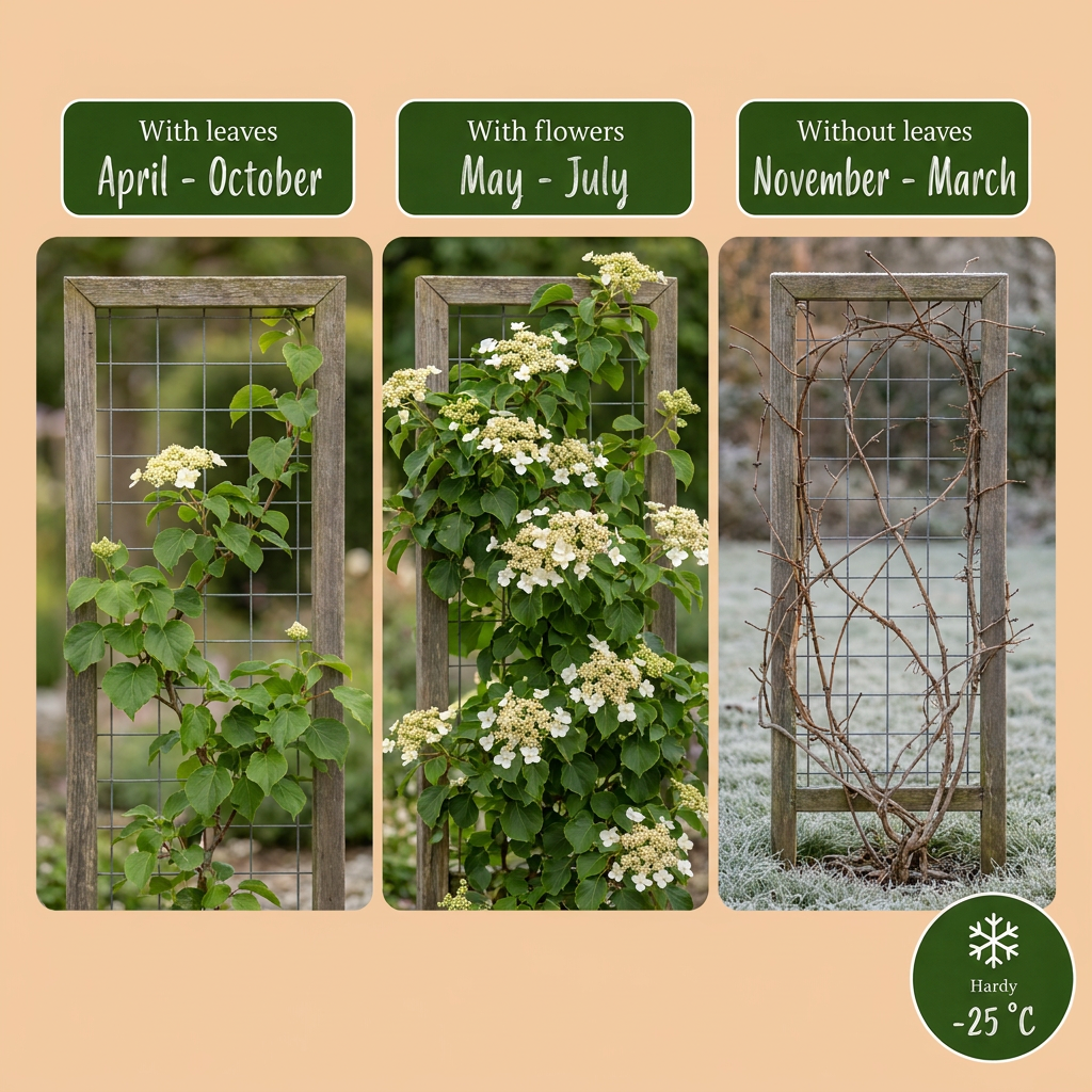 Hydrangea anomala petiolaris (hortensia grimpant) – blanc – 2 plantes, Ø9 cm, 35 cm de haut – photo 5