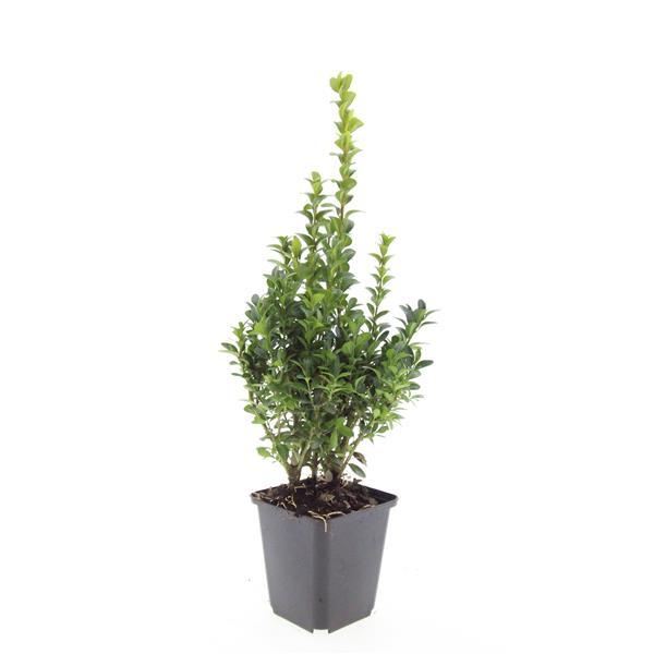 Buxus sempervirens – 24 Pflanzen, Ø 9 cm, 10–25 cm hoch