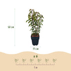Prunus lusitanica angustifolia (Portuguese laurel) – 6 plants, Ø17 cm, 50 cm high