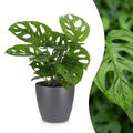 Monstera adansonii (mini-monstera) en pot décoratif Potter gris – Ø12 cm, 25 cm de haut