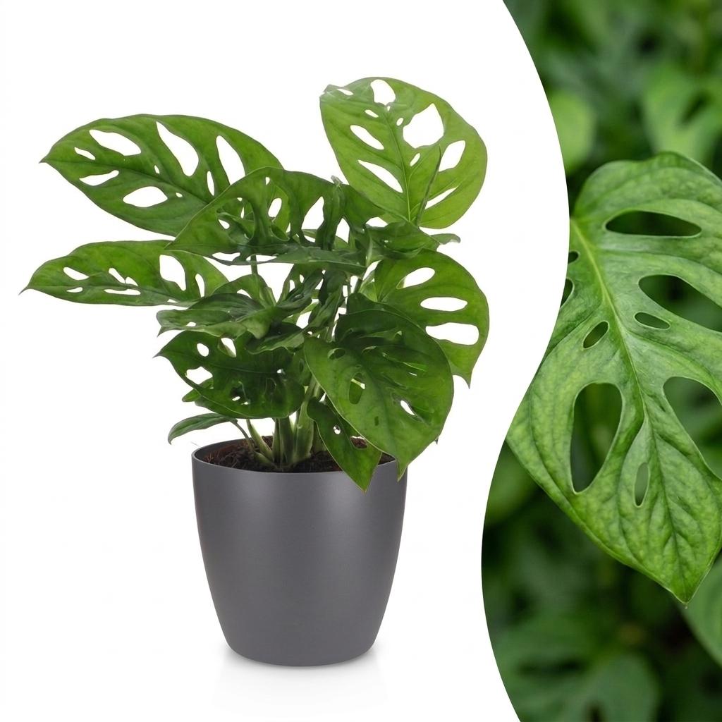 Monstera adansonii (mini-monstera) en pot décoratif Potter gris – Ø12 cm, 25 cm de haut