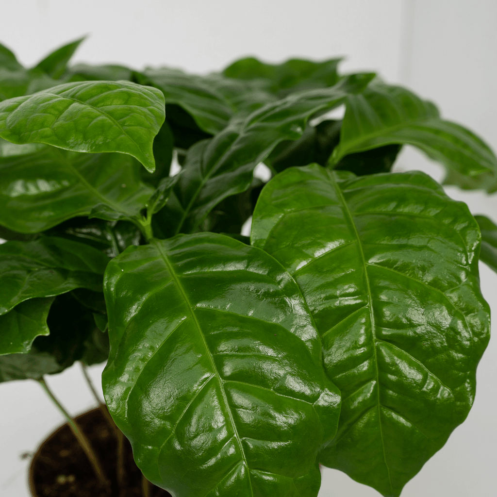 2× Caféier (Coffea) – Ø12 cm, 25 cm de haut