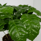 2× Caféier (Coffea) – Ø12 cm, 25 cm de haut