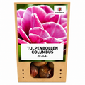 Tulip 'Columbus' – 20 flower bulbs (bulb size 11/12)
