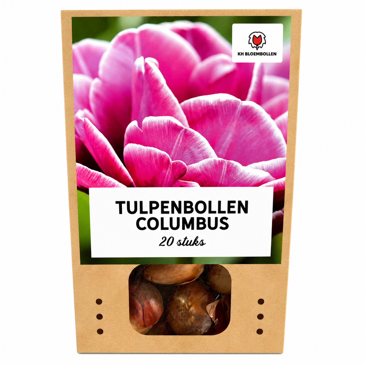 Tulipe 'Columbus' – 20 bulbes (taille 11/12)