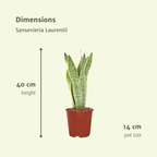 2× Sansevieria Laurentii (vrouwentong) – Ø14 cm, 40 cm hoog