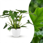 Philodendron Lacerum i Potter-pyntepotte hvid – Ø19 cm, 65 cm høj