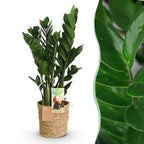 Zamioculcas (ZZ-Pflanze) mit Korb – Ø 17 cm, 65–75 cm hoch