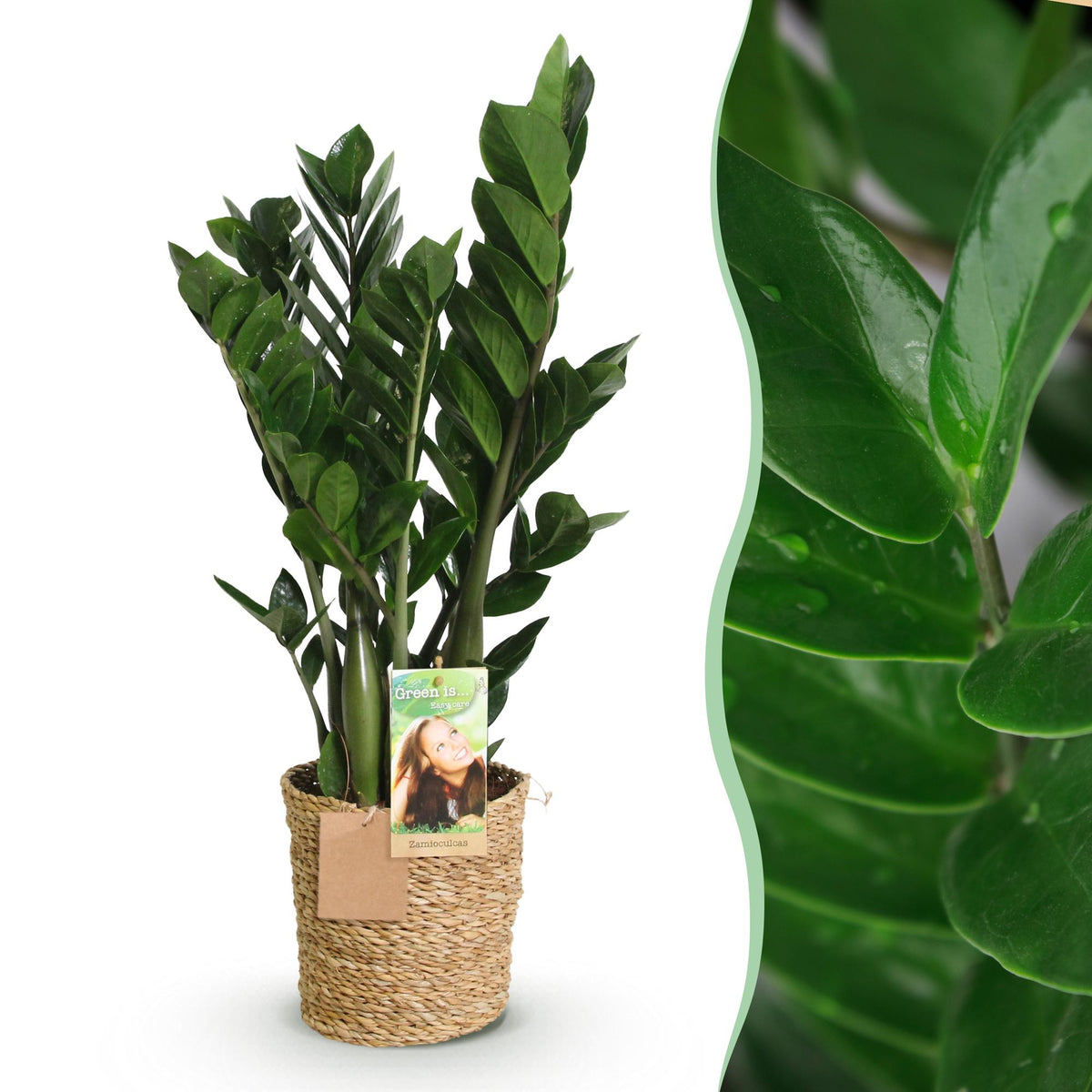 Zamioculcas (zz-plant) met mand – Ø17 cm, 65–75 cm hoog