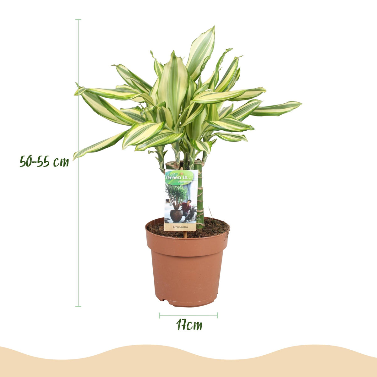 Dracaena fragrans Diamond Dream (Drachenbaum) – Ø 17 cm, 50–55 cm hoch