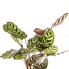 Calathea makoyana – Ø17 cm, 40–50 cm hoog