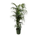 Kentia-Palme (Howea) – Ø 30 cm, 210 cm hoch