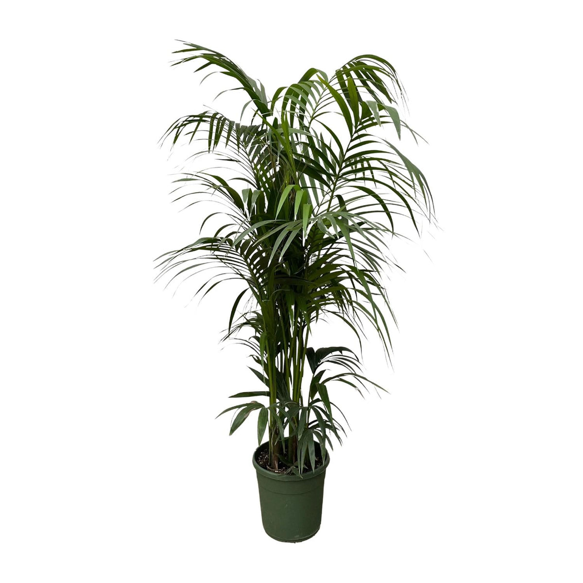 Kentia-Palme (Howea) – Ø 30 cm, 210 cm hoch