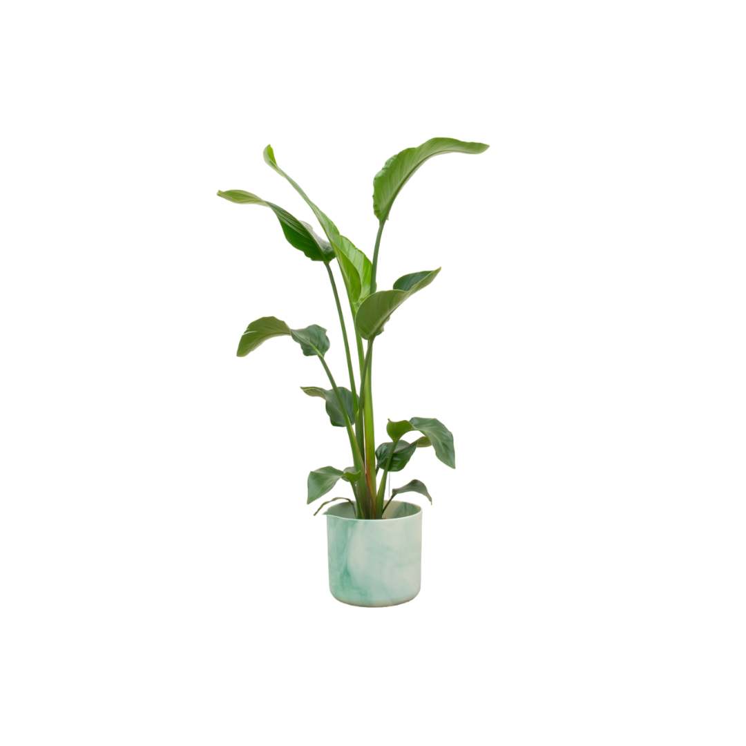Strelitzia nicolai (witte paradijsvogelbloem) in Ocean Round-sierpot pacifisch groen – Ø22 cm, 100 cm hoog