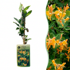 Lonicera tellmanniana (Tellmanns kaprifolie) – orange-gul – 2 planter, Ø9 cm, 35 cm høj