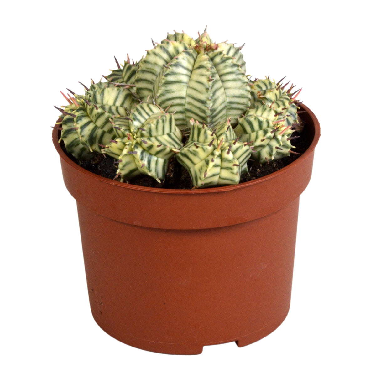 Euphorbia meloformis variegata – Ø11 cm, 21 cm hoog