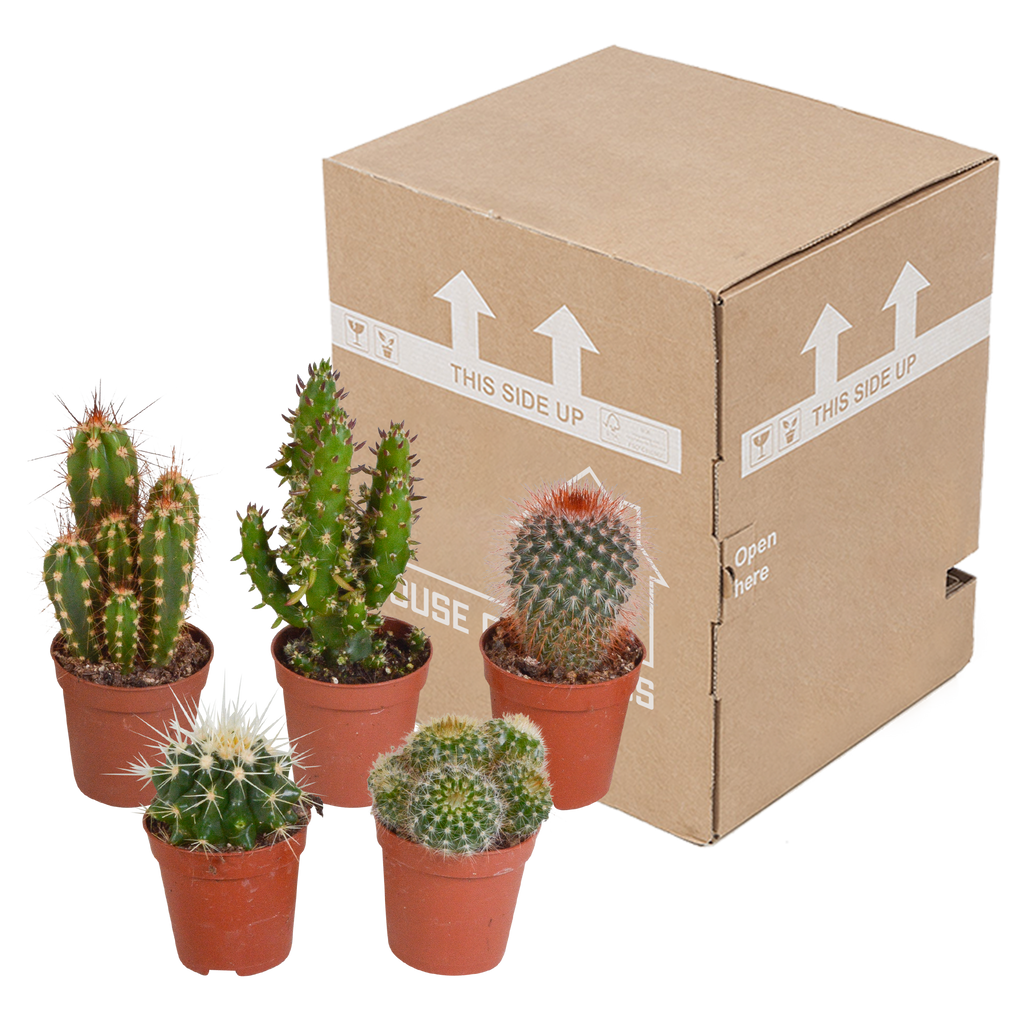Mélange de cactus (Cactaceae) sans pot décoratif – Ø6 cm, 13 cm de haut – art. 5592 – photo 3