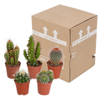 Mélange de cactus (Cactaceae) sans pot décoratif – Ø6 cm, 13 cm de haut – art. 5592