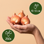 Blumenzwiebelpaket Blauer Garten – 250 Blumenzwiebeln (Zwiebelgröße 10/12)