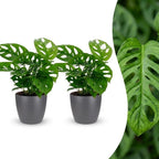 2× Monstera adansonii (Mini-Monstera) im grauen Tontopf – Ø 12 cm, 25 cm hoch