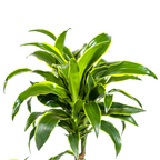 Dracaena Deremensis Dorado (drakenboom) – Ø21 cm, 100–120 cm hoog