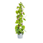 Rhodochiton, 'Cobea, Lathyrus & Ipomoea' (violette Glockenblumenranke) – 4 Pflanzen, Ø13 cm, 60 cm hoch