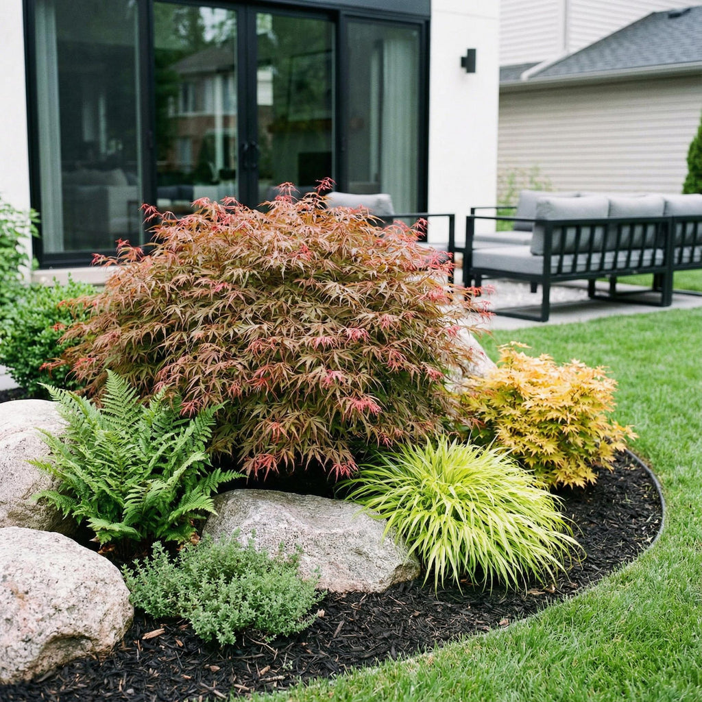 Acer palmatum 'Jerre Swarts' (Japanischer Ahorn) – orange-rot – Ø 26 cm, 90 cm hoch – Bild 5