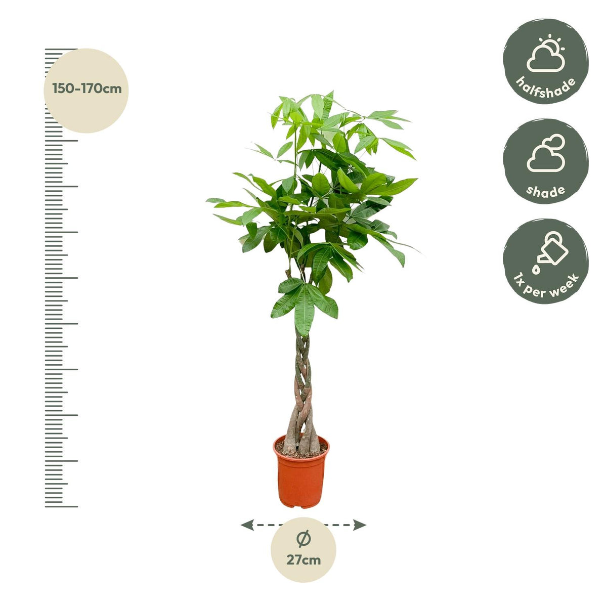 Pachira aquatica (pengaträd) – Ø21 cm, 100 cm hög