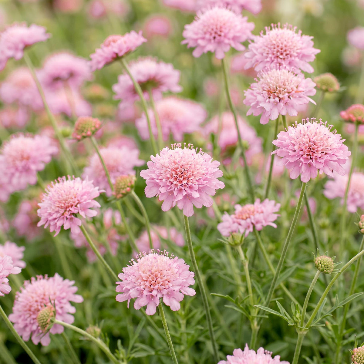 Scabiosa columbaria 'Pink Mist' (fleur de columbine) – rose – 12 plants, Ø11 cm, 15–25 cm de haut – photo 5