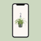 Chlorophytum comosum Bonnie (spider plant) – Ø17 cm, 35 cm high