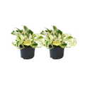 2× Epipremnum Happy Leaf (scindapsus) – Ø12 cm