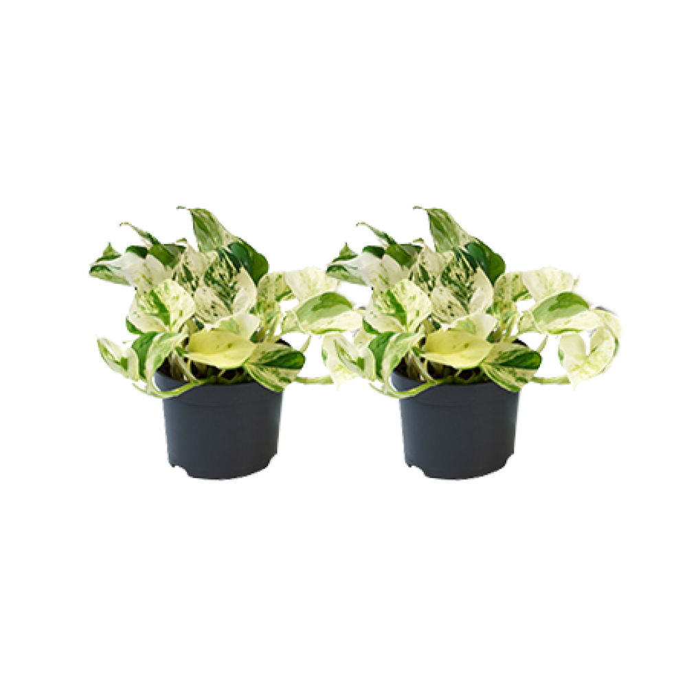 2× Epipremnum Happy Leaf (scindapsus) – Ø12 cm
