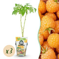 Rubus idaeus 'Fallgold' (raspberry) – 3 plants, Ø9 cm, 35 cm high