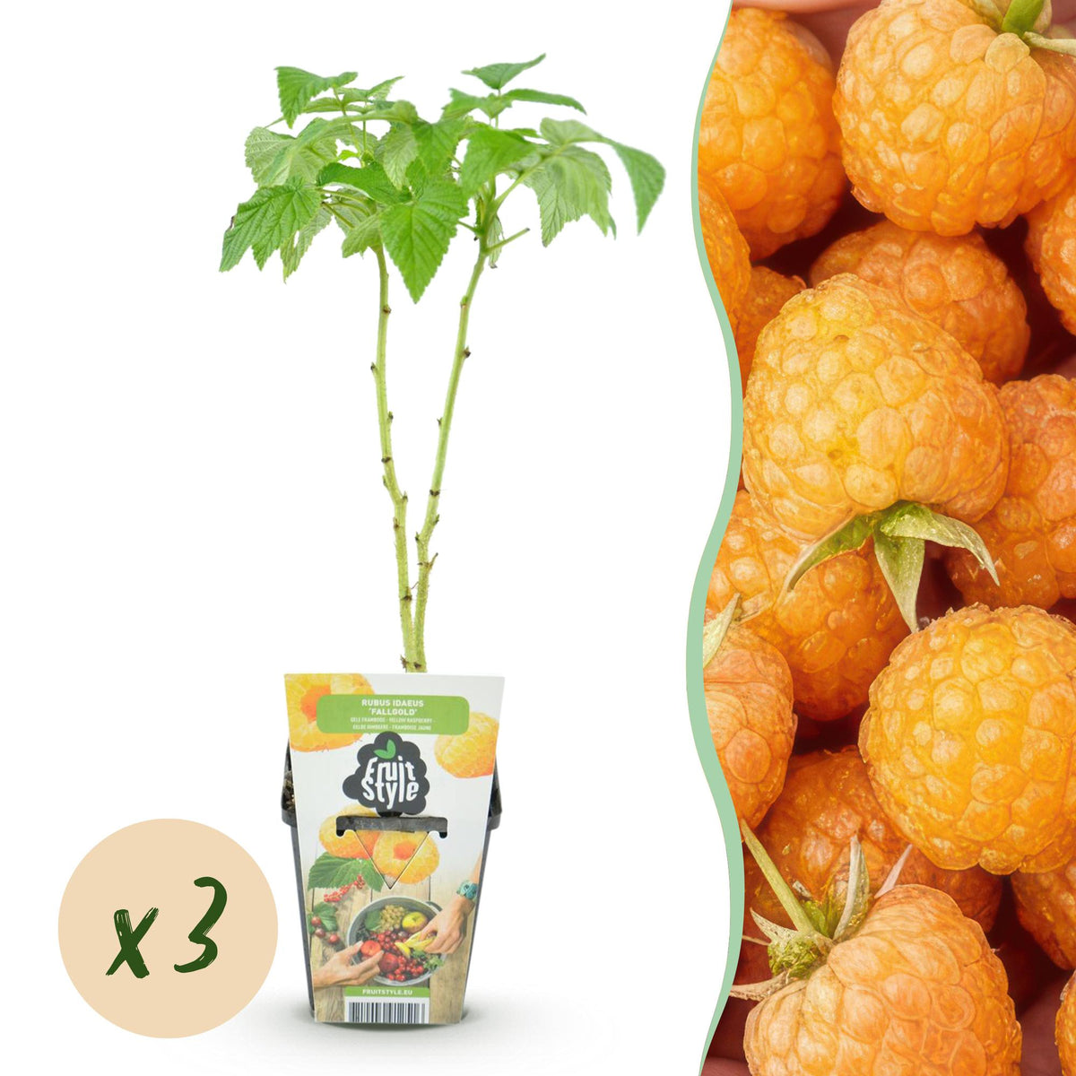 Rubus idaeus 'Fallgold' (raspberry) – 3 plants, Ø9 cm, 35 cm high