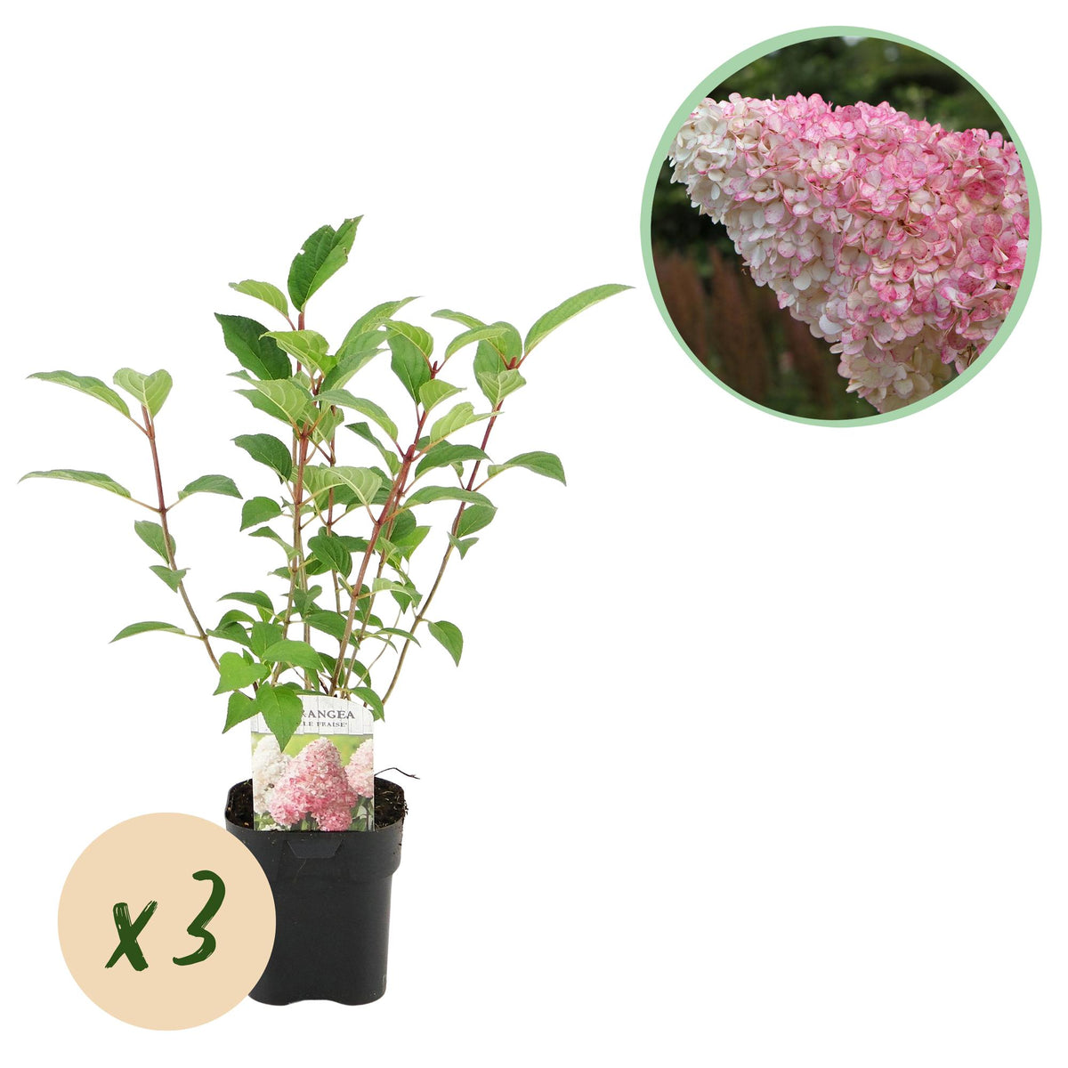 Hydrangea panniculata 'Vanille Fraise' (hortensia) – roze-wit – 3 planten, Ø17 cm, 50 cm hoog
