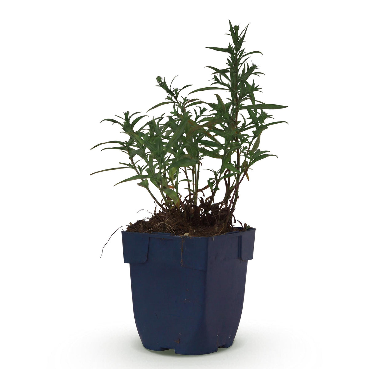 Aster 'Mittelmeer' – paars – Ø11 cm, 15–25 cm hoog