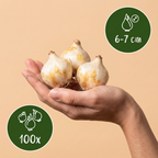 Druifhyacint 'White Magic' – 100 bloembollen (bolmaat 6/7)