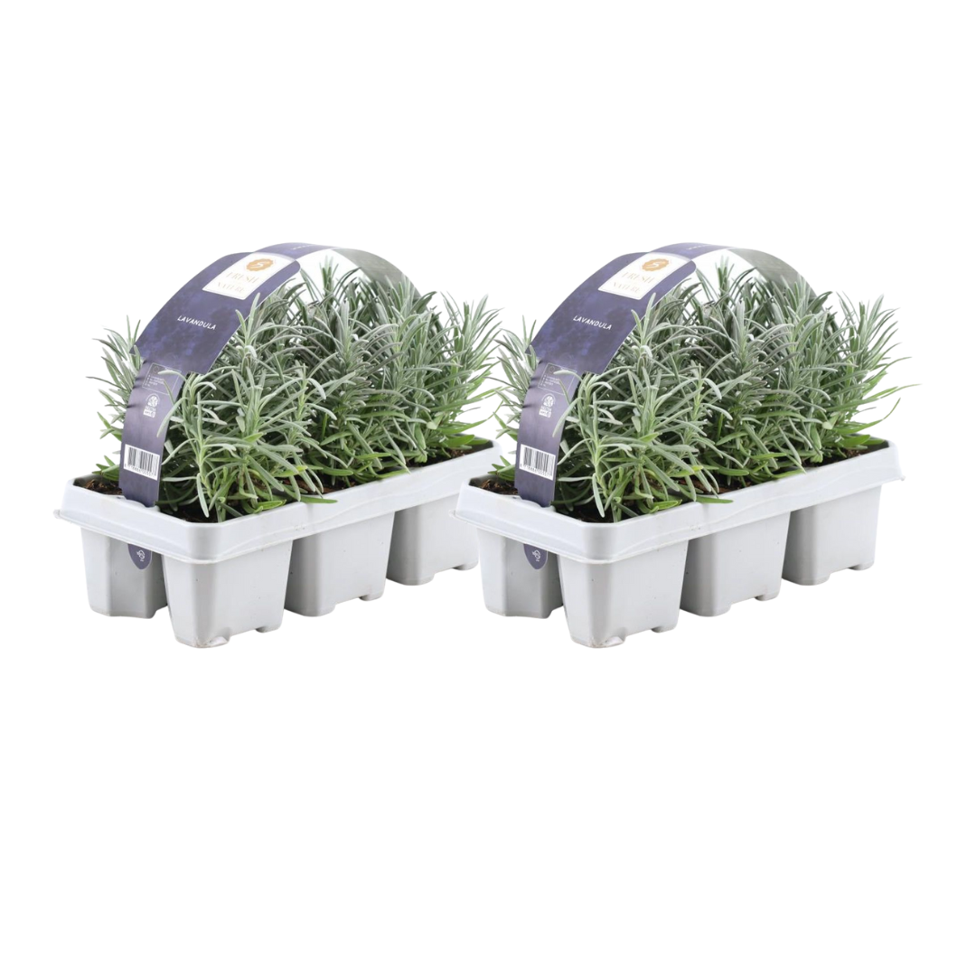 Lavendel (Lavandula) – 12 planten, Ø7 cm, 15 cm hoog