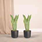 2× Sansevieria Laurentii (vrouwentong) – Ø14 cm, 40 cm hoog