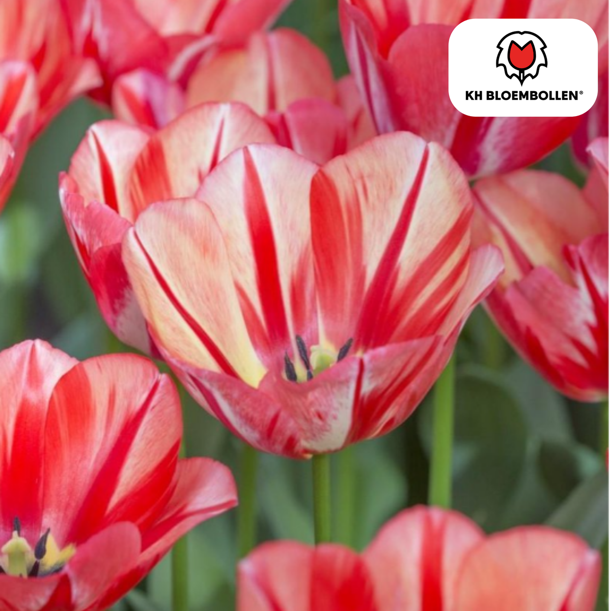 Tulp 'Spring Break' – 20 bloembollen (bolmaat 11/12)