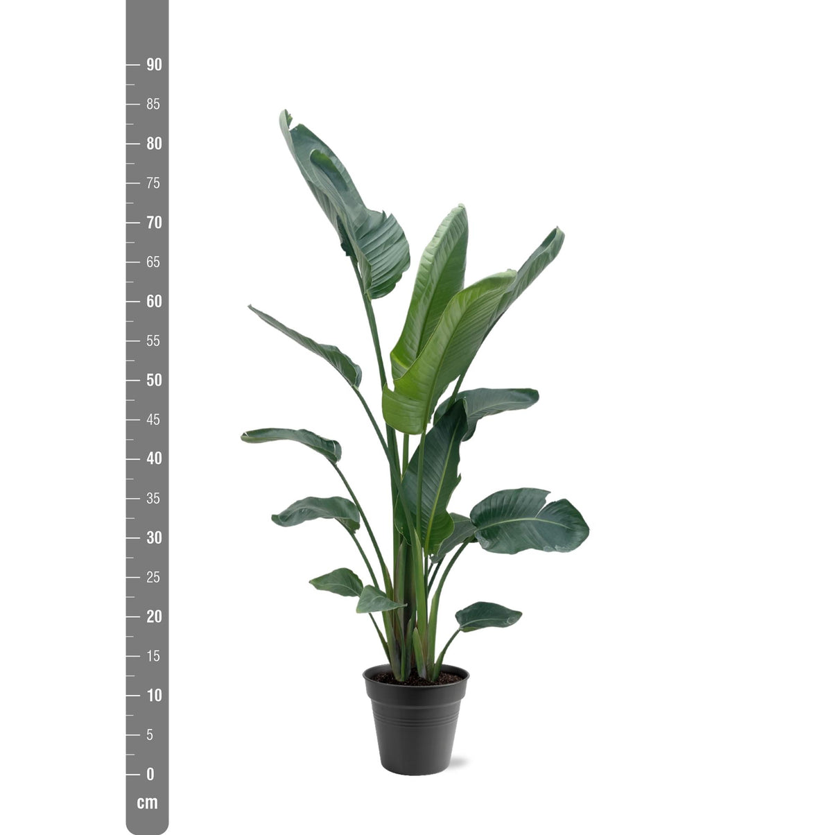 Strelitzia nicolai XXL (witte paradijsvogelbloem) – Ø34 cm, 225 cm hoog