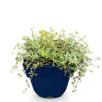 Thymus praecox 'Red Carpet' (smalbladet timian) – rosa-rød – Ø11 cm, 15–25 cm høj